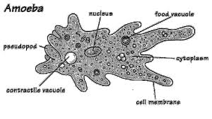 Macam Macam jenis Protista Mirip Hewan Materi Kelas