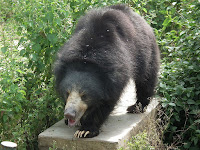 Sloth Bear pictures