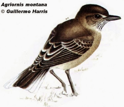 patagonian birds