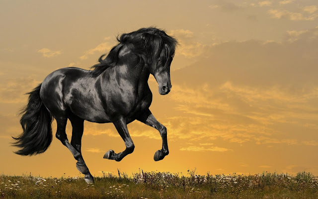 beautiful_black_horse_wallpaper_hd