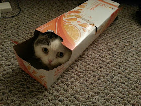 funny cats pictures, cat in box
