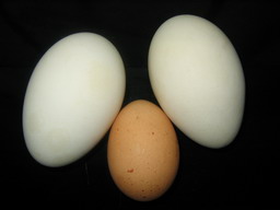 swan and chicken eggs