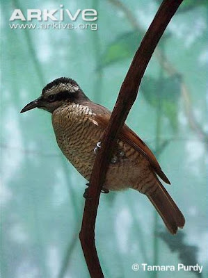 Superb Bird-of-paradise