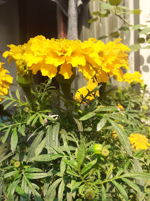 Marigold