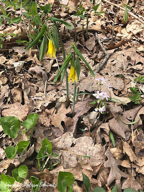 Brilliant bellwort emerging on the forest floor.