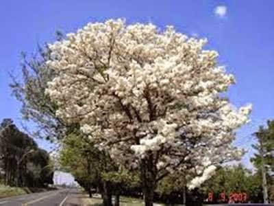 A foto mostra uma exuberante árvore de Ipê branco para embelezar e perfumar a estação primaveril.