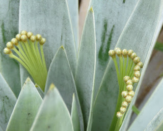 Paepalanthus villosulus