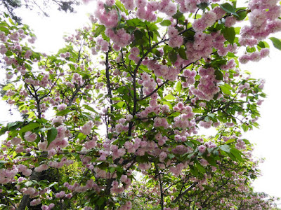 深北緑地公園　タカマツチゴ（高松稚児）