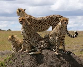 http://sojournsafaris.com/4-5-6-7-8-days-masai-mara-wildebeest-migration-safari-tour.html