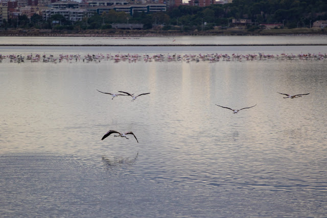 Fenicotteri al Parco naturale Molentargius-Saline-Cagliari-Cormorani