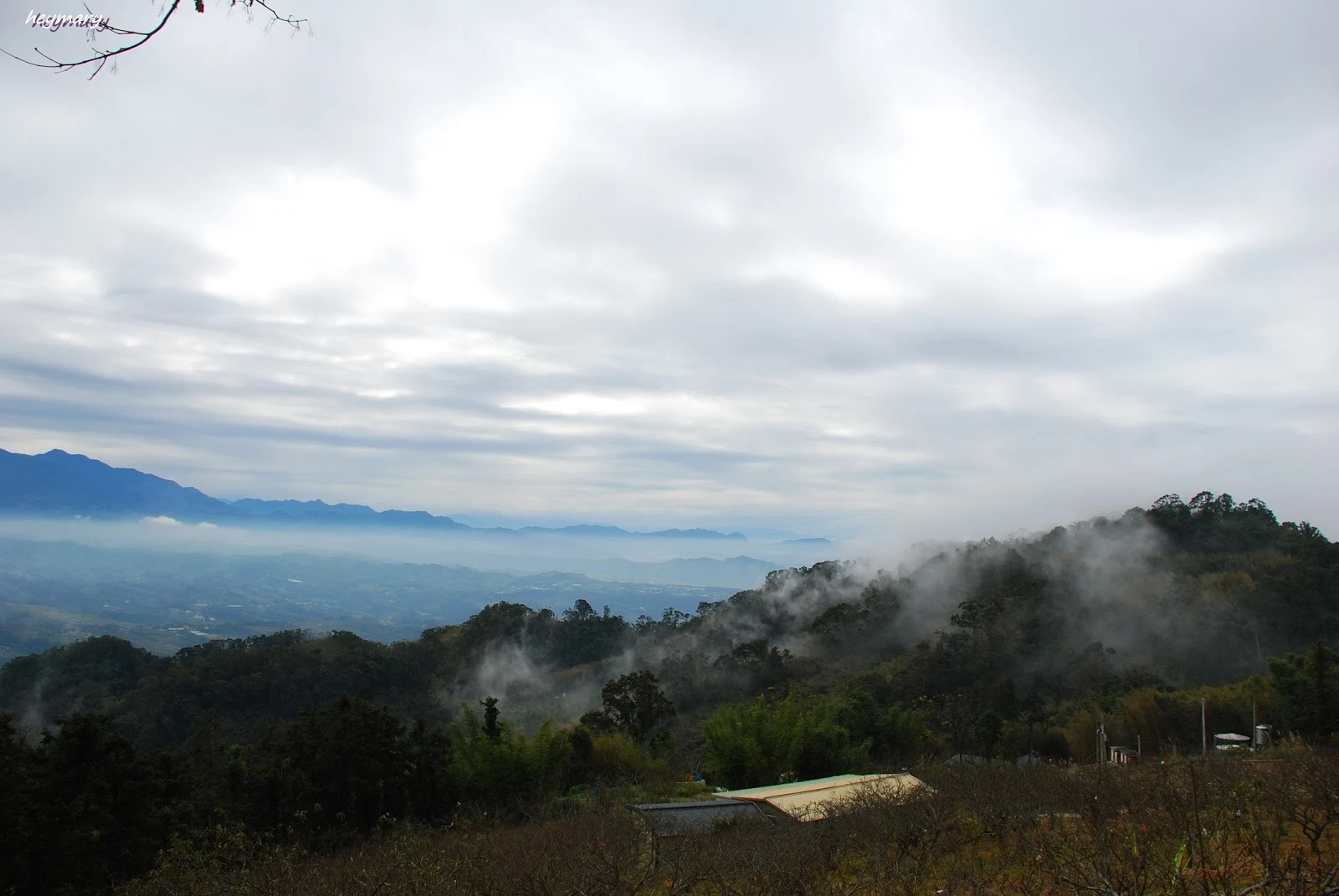 苗栗縣大湖鄉薑麻園