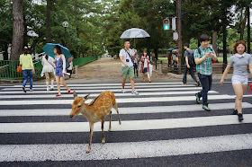 Deer waiting at the traffic lights (6 pics), funny deer pics, deer at Nara japan, deer cross road pics