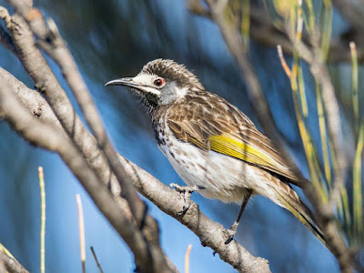 White-fronted Honeyeater