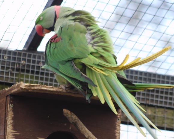 Alexandrine Parrots Taxonomy, Etymology, Phylogeny, Ecology, Behavior and Description