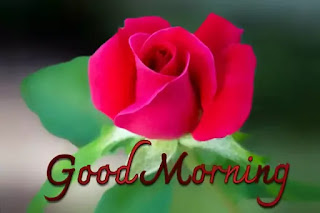 Good morning rose images