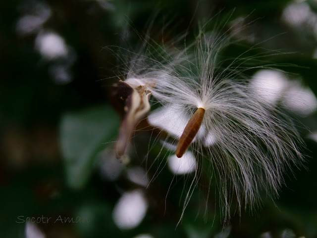 Trachelospermum asiaticum