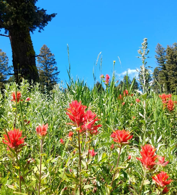 Rustic Indian Paintbrush Painting