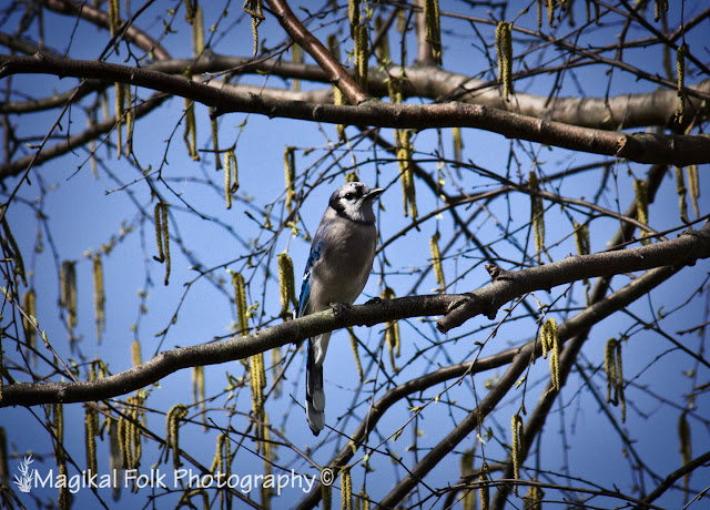 Bluey jay wallpaper,blue jay images,blue jay photo,blue jay images,beautiful blue jay,cute blue jay,the blue jays,blue jay birds,  the toronto blue jays,toronto blue jays,blue jays,blue jay bird,flying blue jay,