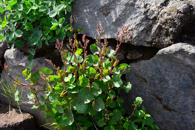 Rumex scutatus