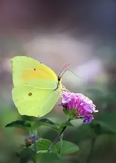 Poem on Trees Hindi