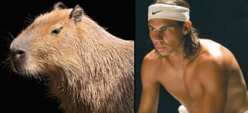 Capybaras that look like Rafael Nadal