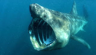 Cetorhinus maximus, el tiburón peregrino