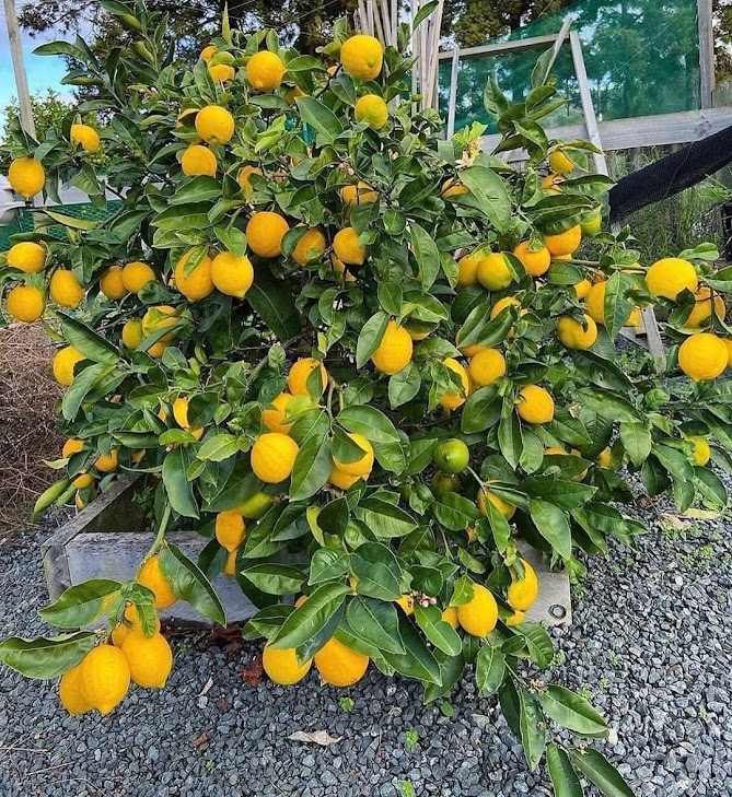 bibit tanaman buah jeruk lemon cepat tumbuh lampung Jawa Timur