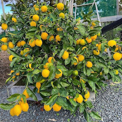 Bibit Buah Unggul Jeruk Lemon Cepat Berbuah Sulawesi Utara