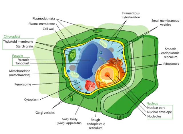 40 Amazing Facts About Plant Cells