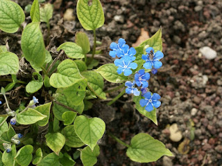 Petite bourrache - Omphalodes - Omphalodes verna