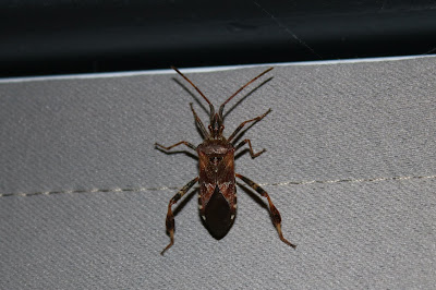 Bladpootrandwants - - Leptoglossus occidentalis