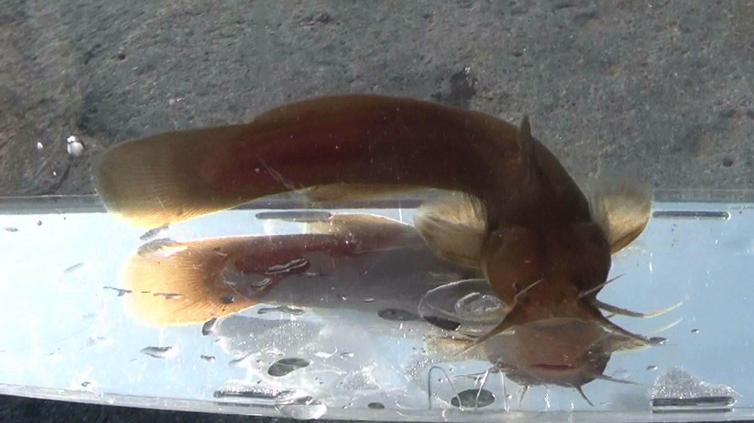 東京淡水魚図鑑 アカザ アカザ科アカザ属 東京淡水魚図鑑 アカザ アカザ科アカザ属