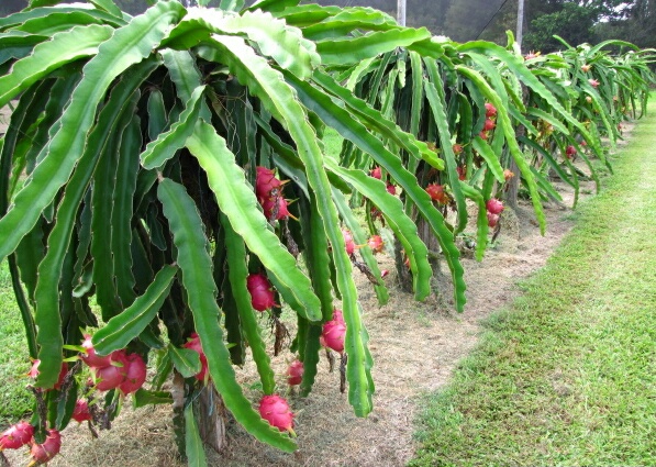 Tanaman buah naga