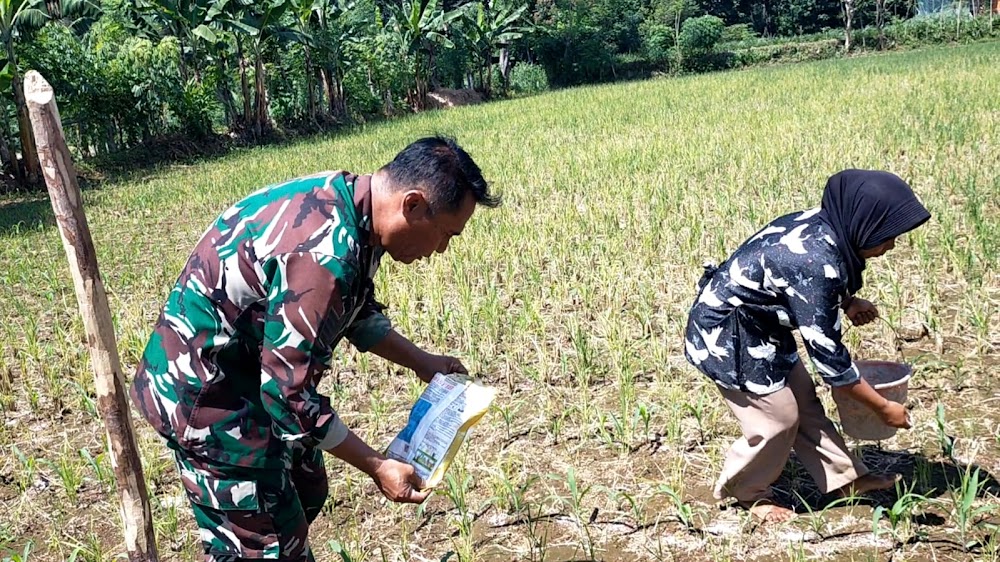 Gerakan Antisipasi Darurat Pangan Nasional , Koramil Kuripan Dampingi Petani 