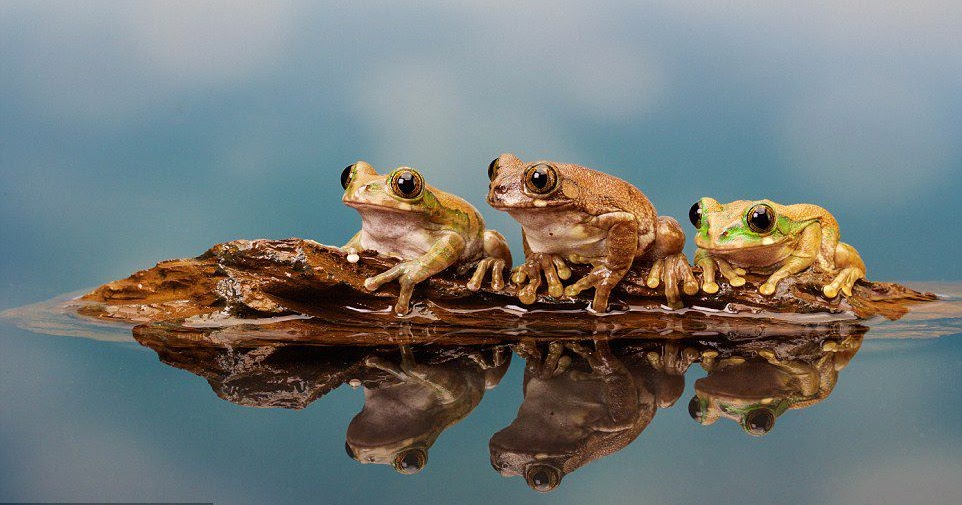 Waadat: Cerita tiga ekor katak dalam longkang