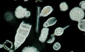 Hubungan Protozoa dengan Kehidupan Manusia