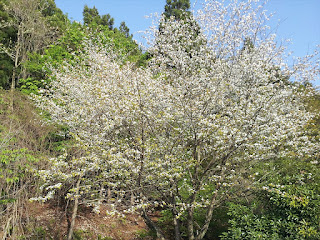 宮ヶ瀬湖畔の大棚沢公園の桜