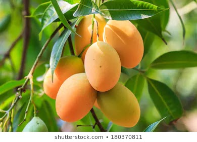 موقع أرتكيلو