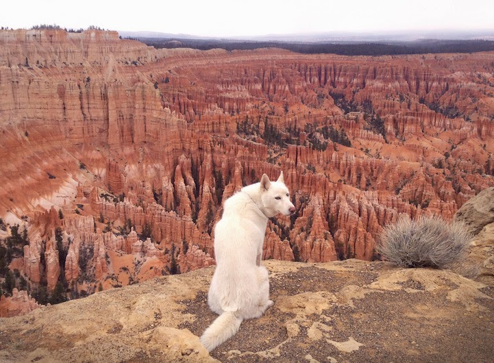 Bryce Canyon, Utah - He Toured America’s Pristine Wilderness…And He Took His Human Along For The Ride.