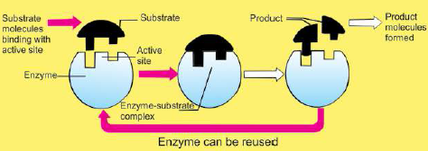 FSc Biology Part 1 XI 11th Chapter 3 Enzymes Notes Long Questions