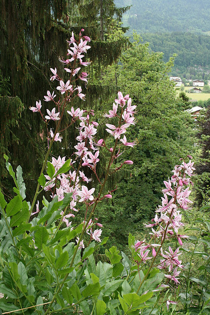 Dictamnus albus, fanerógamas, Rutaceae, gitam, herba gitanera