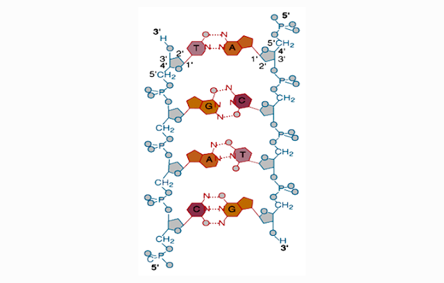Untaian DNA