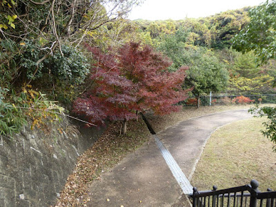 天野川トンネル　カエデの紅葉