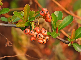 Himalayan Firethorn in the Forests near Changsha