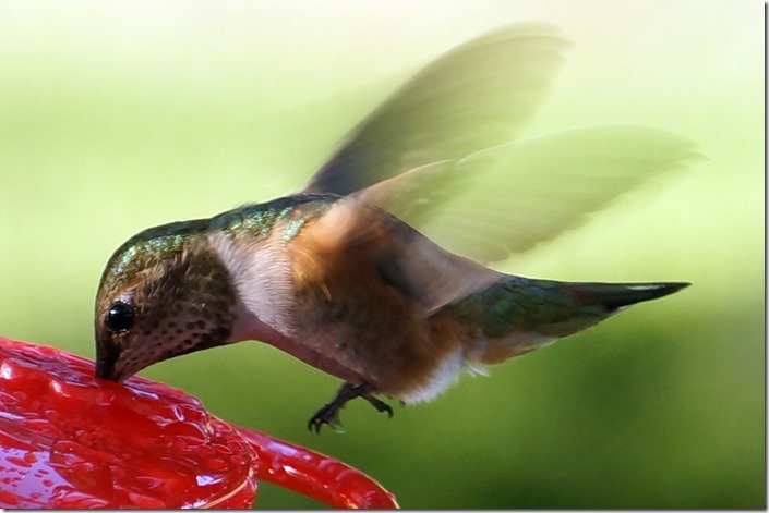 hummingbird for print