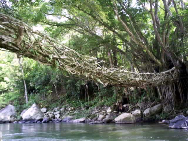 Jembatan Akar Terunik Di Dunia [ www.BlogApaAja.com ]