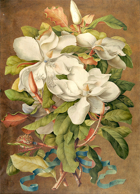 Georg Dionysius Ehret (1708-1770) Magnolia Grandiflora Huntington, Library (Bunny Mellon's Botanical art collection)