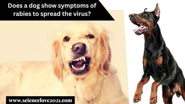 Does a dog show symptoms of rabies to spread the virus?