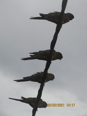 aves de la costa atlántica