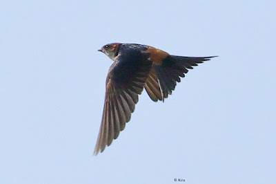 Red-rumped Swallow